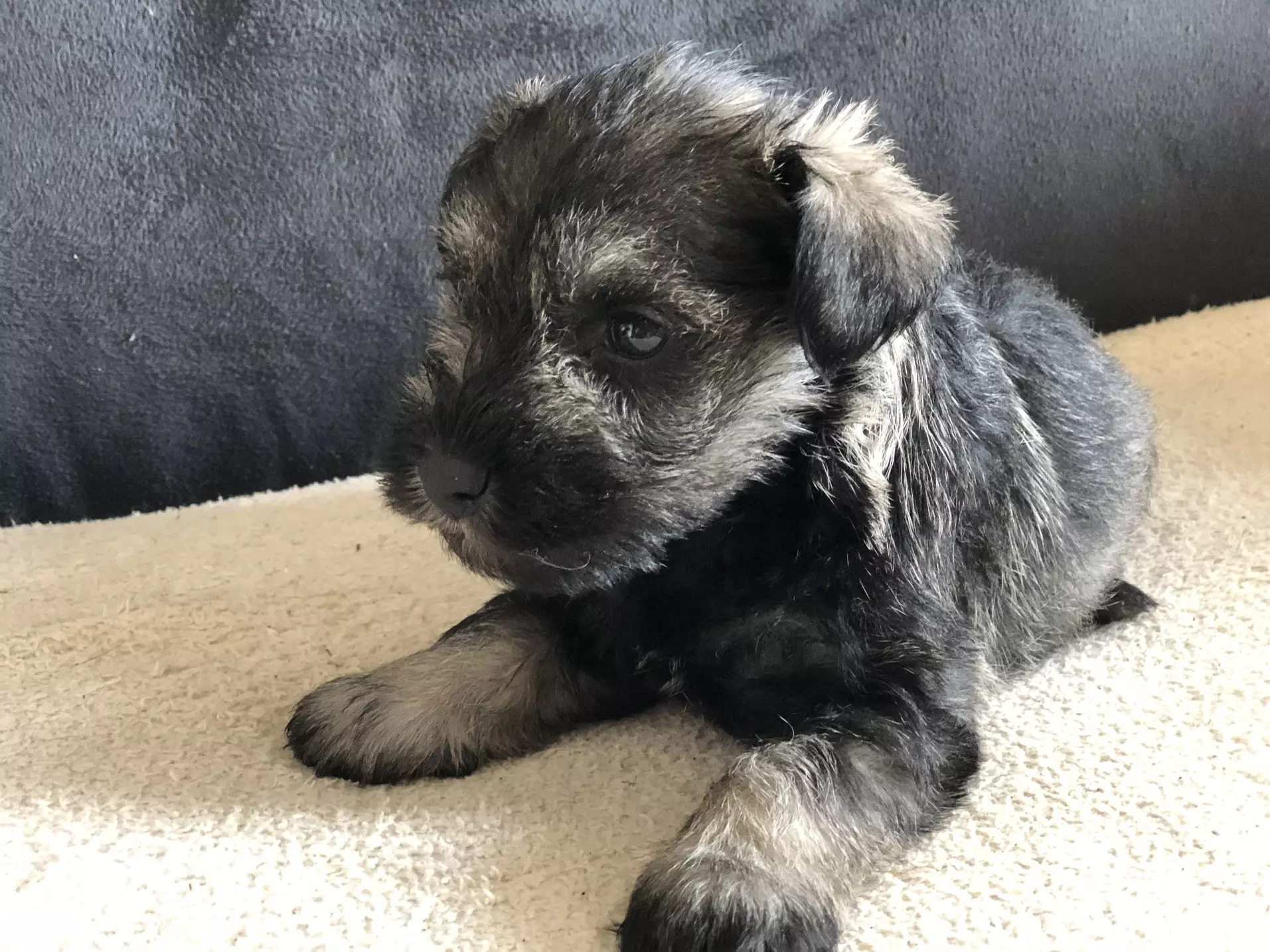 Élevage familial de schnauzer nain poivre et sel dans le sud ouest.